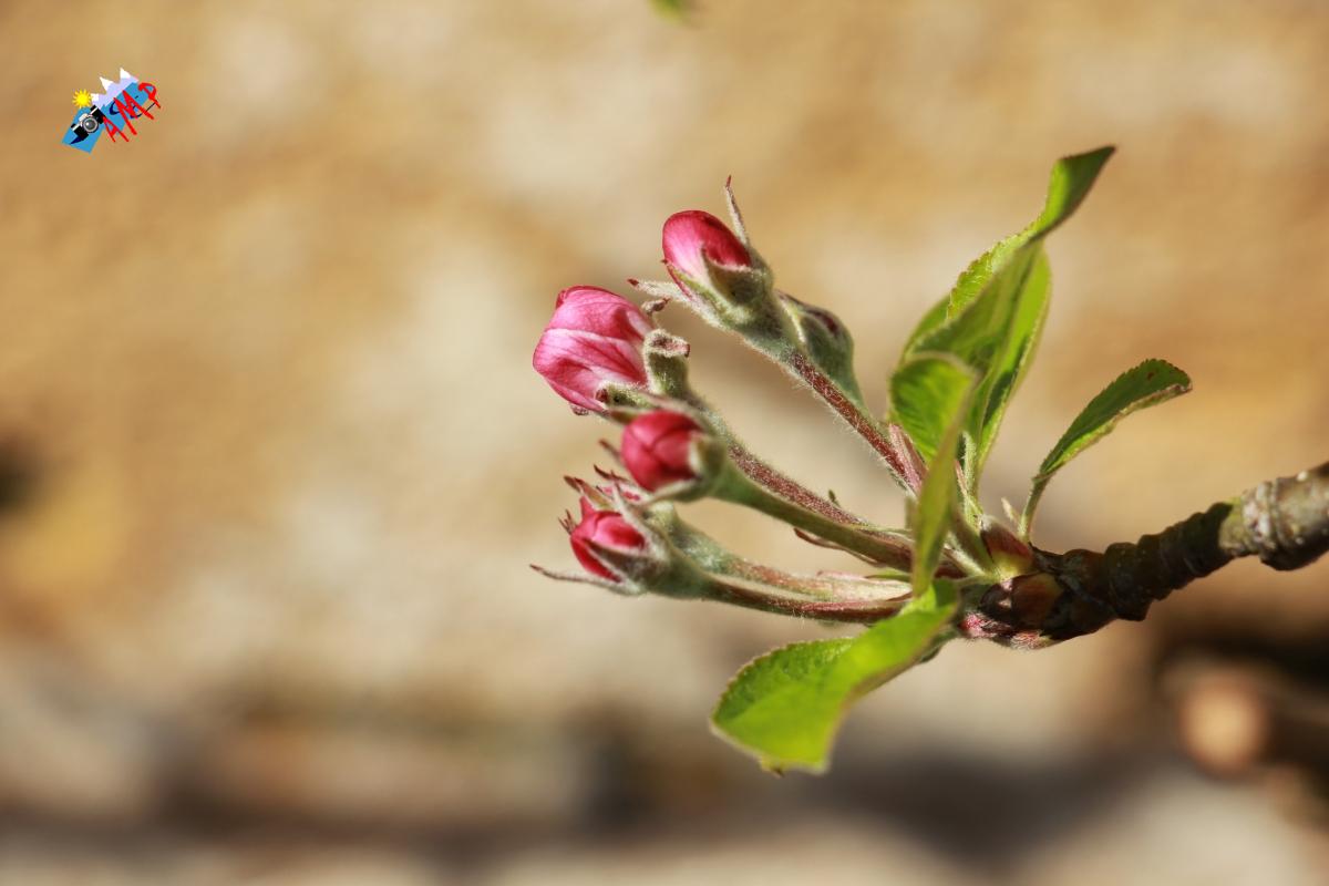 N2015-04_12_IMG_8338-Pommier Golden Delicious_HG